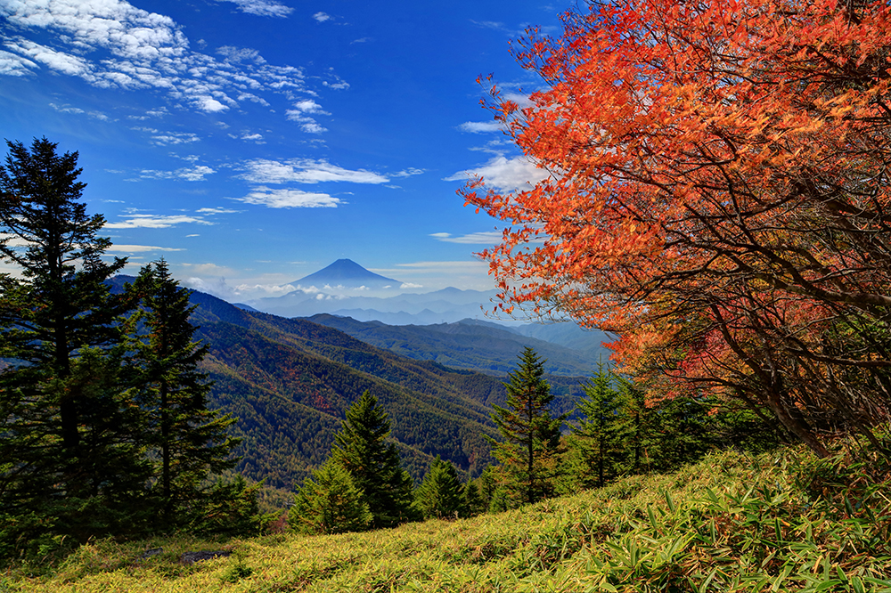 紅葉の大菩薩・石丸峠付近の笹原と富士山