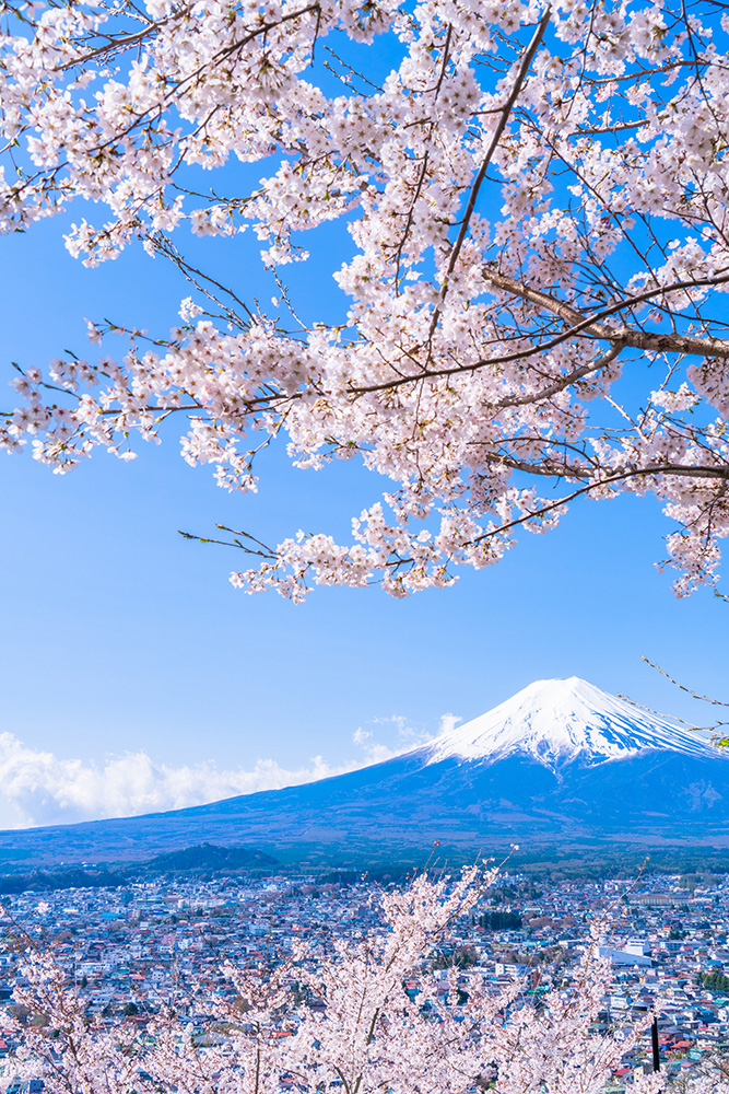富士山と満開の桜　ポスター