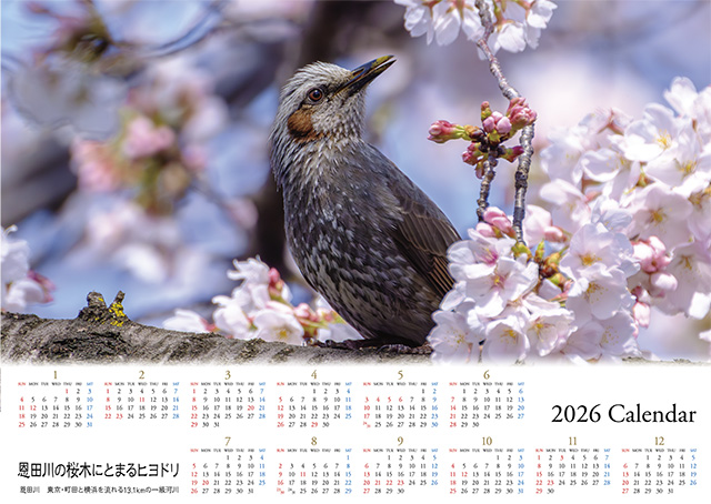 2026大判カレンダー　恩田川の桜木にとまるヒヨドリ